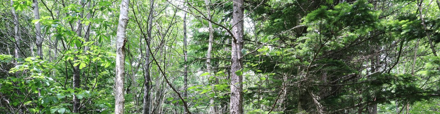 Forest in Hokkaido